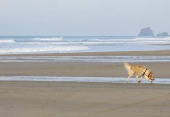 Your four-legged friend will love exploring the many dog-friendly beaches in the area.