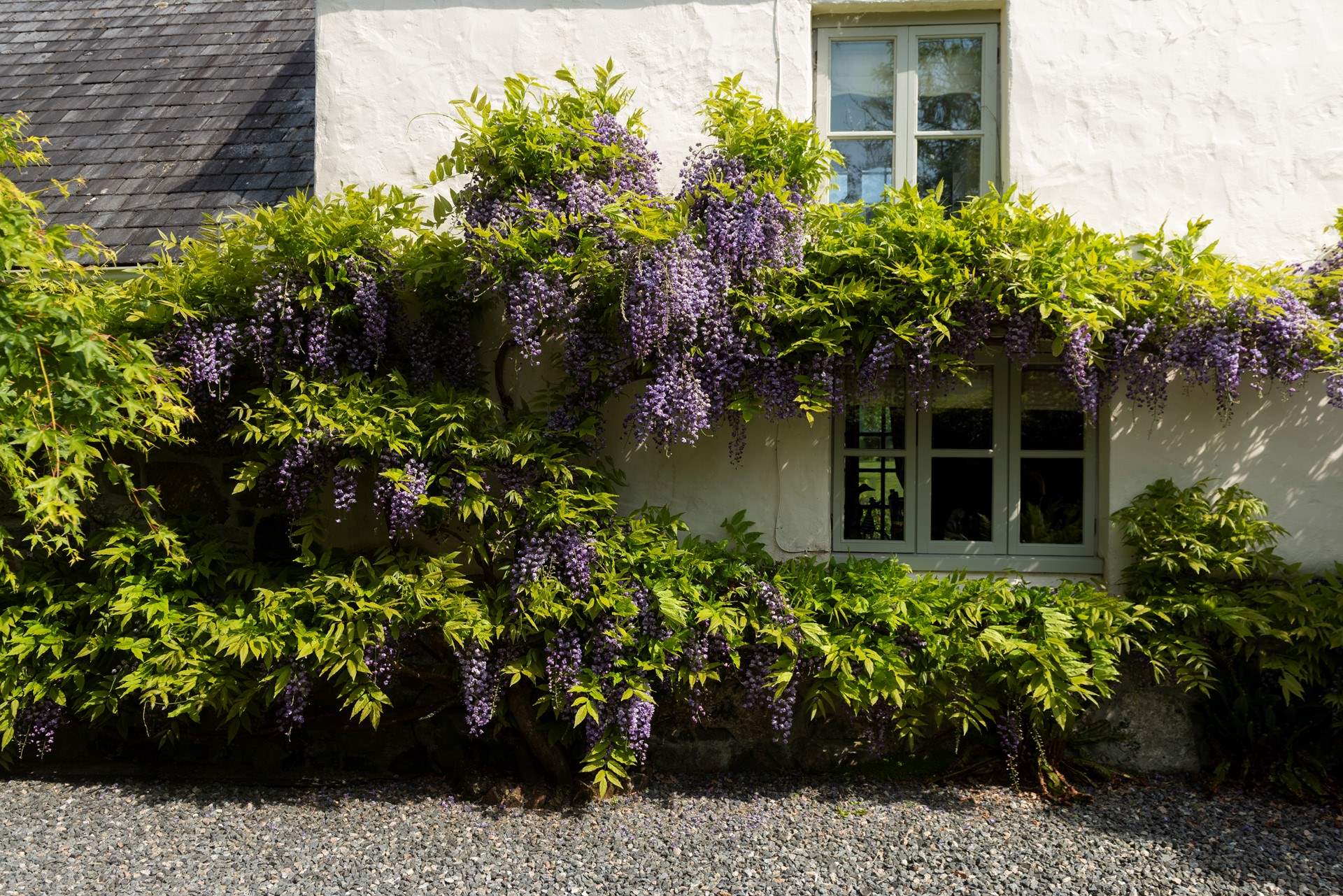 The wisteria really has the wow factor.