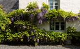 The wisteria really has the wow factor. - Thumbnail Image