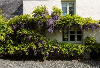 The wisteria really has the wow factor.