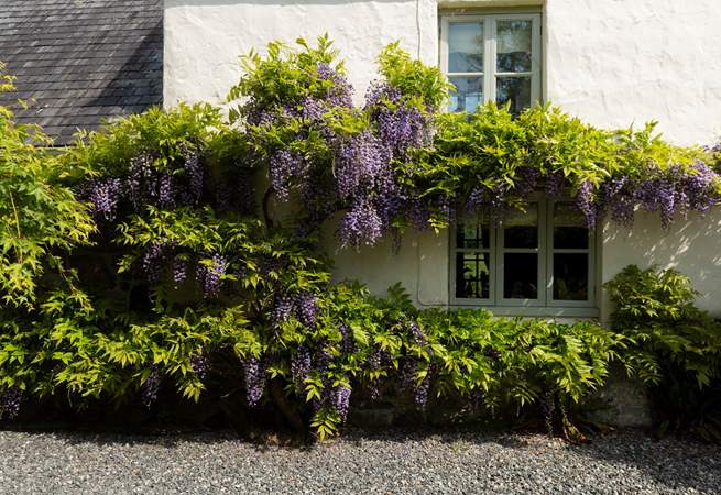 The wisteria really has the wow factor.