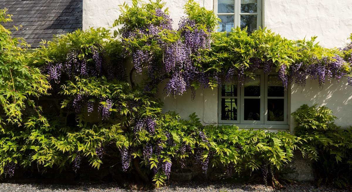 The wisteria really has the wow factor.