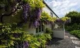 As is the wisteria. - Thumbnail Image