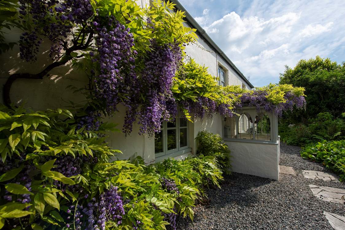 As is the wisteria.