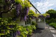 As is the wisteria.