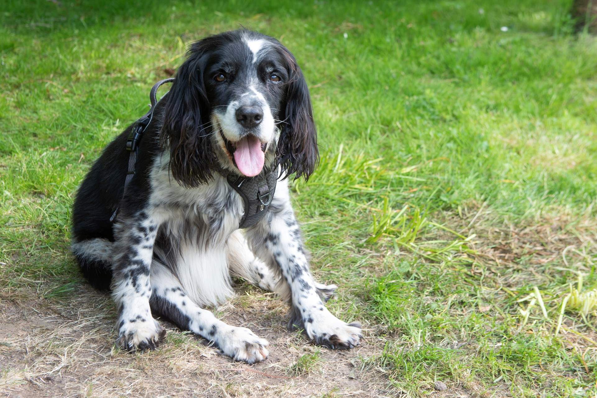 Your four legged friend will love his stay at Traboe Cottage!