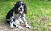 Your four legged friend will love his stay at Traboe Cottage! - Thumbnail Image