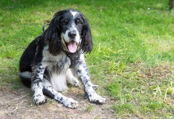 Your four legged friend will love his stay at Traboe Cottage!