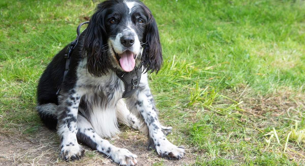Your four legged friend will love his stay at Traboe Cottage!