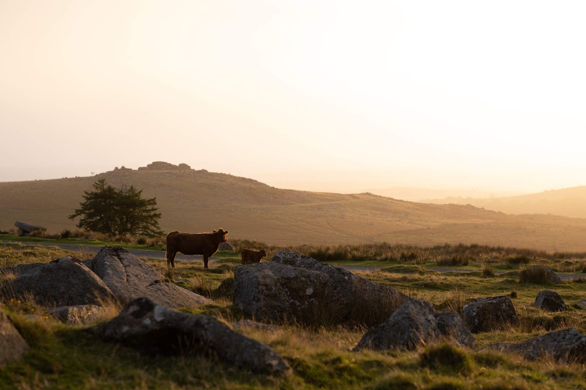 Dartmoor is the perfect landscape to relax and enjoy along with the livestock.