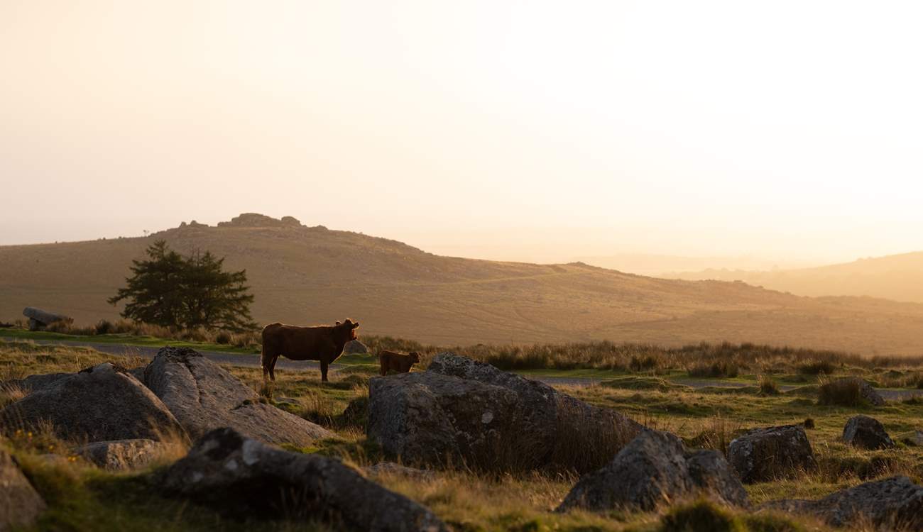 Dartmoor is the perfect landscape to relax and enjoy along with the livestock.