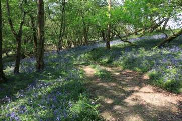 The woodland in springtime has a carpet of bluebells, the smell is divine.