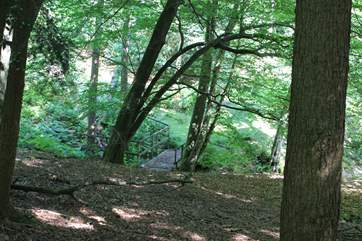 Roam ancient woodlands.