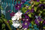 Beautiful clematis growing over the fence enclosing the swimming pool.