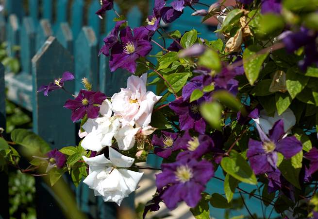 Beautiful clematis growing over the fence enclosing the swimming pool.