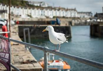 A very friendly welcome awaits in Porthleven.