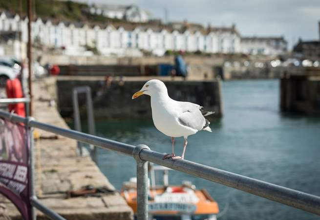A very friendly welcome awaits in Porthleven.