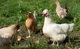 You may encounter the owner's chickens. - Thumbnail Image