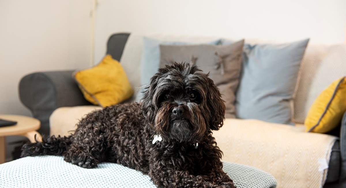 One small dog is very welcome at Poppy Cottage.