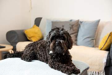 One small dog is very welcome at Poppy Cottage.