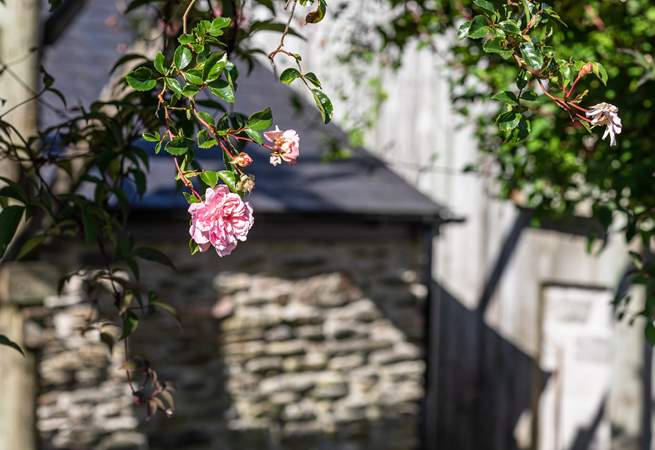 Summertime roses in the rear garden.