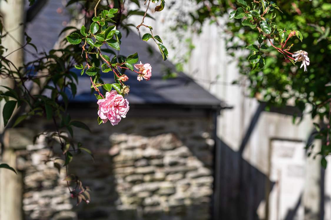 Summertime roses in the rear garden.