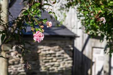 Summertime roses in the rear garden.