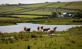 Some of the friendly locals at South Milton Sands. - Thumbnail Image