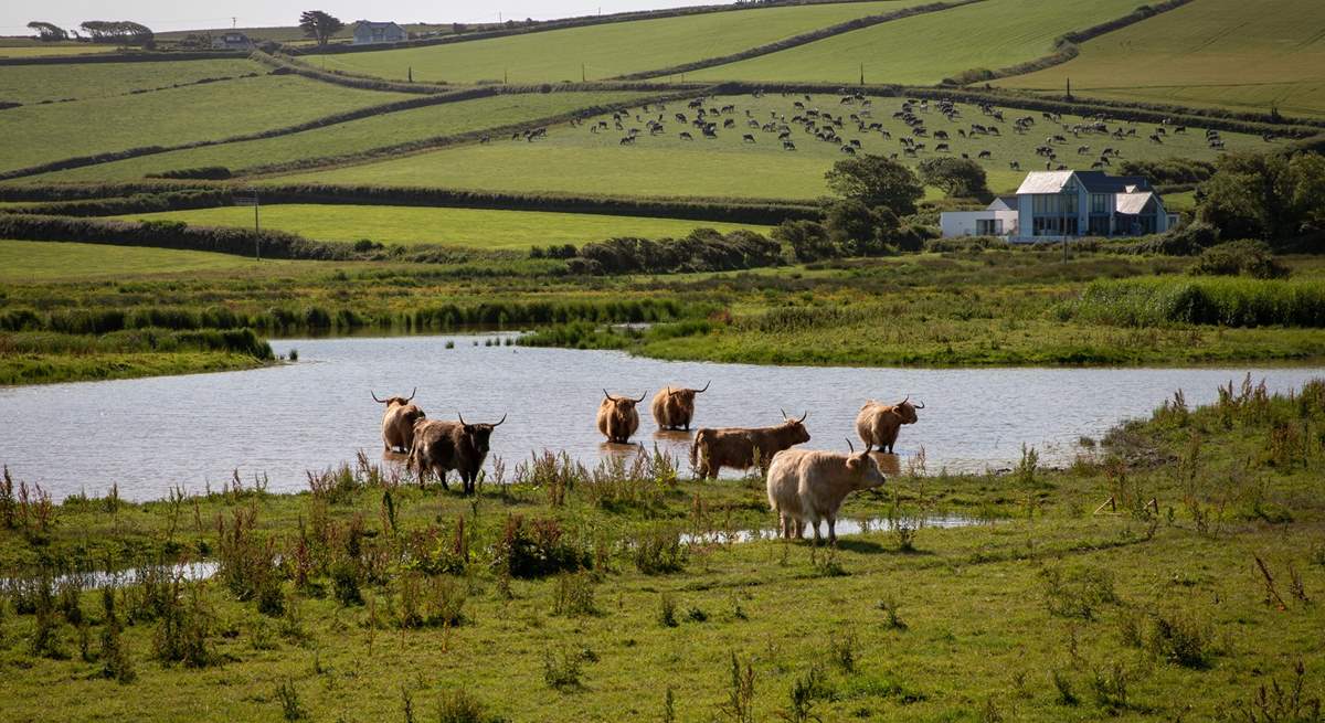 Some of the friendly locals at South Milton Sands.