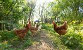 The owners keep chickens nearby. - Thumbnail Image