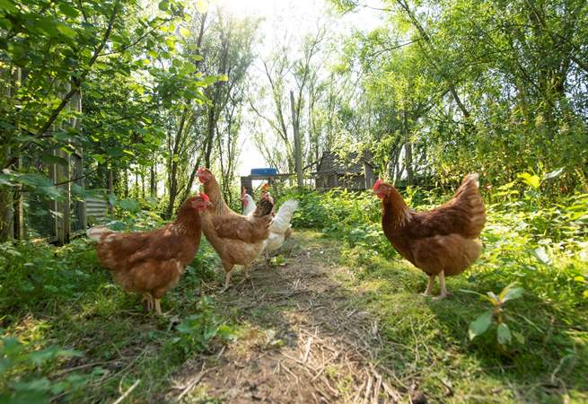 The owners keep chickens nearby.