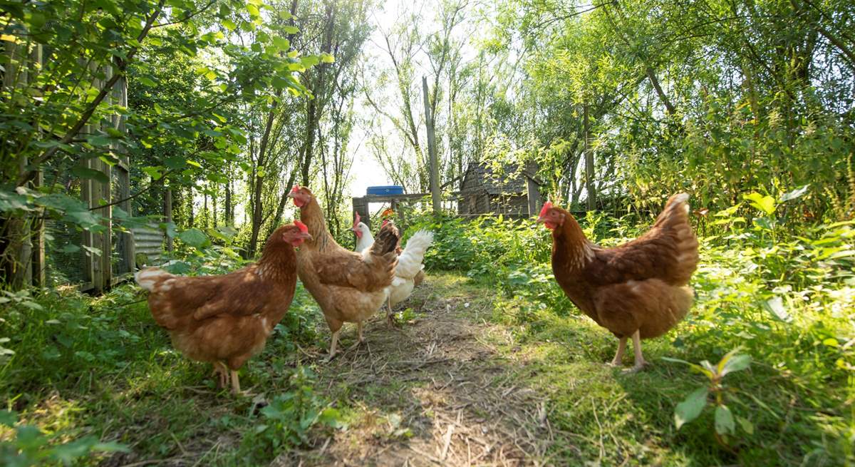 The owners keep chickens nearby.