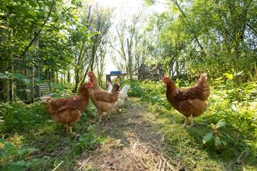 The owners keep chickens nearby.