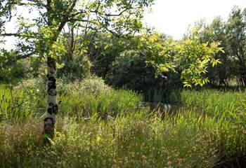 There are lovely walks around the lake area into a wooded area.