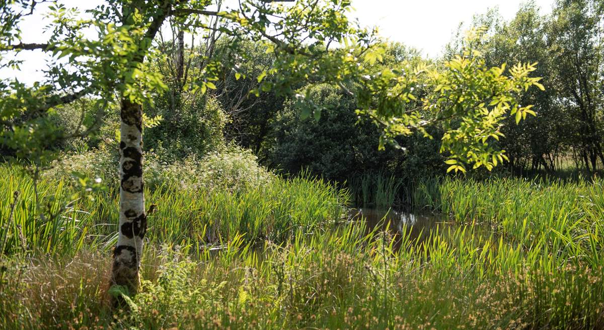 There are lovely walks around the lake area into a wooded area.