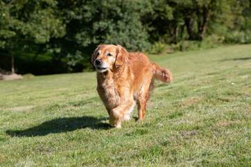 Such fabulously dog friendly grounds.