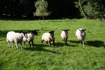 Just a few of your nosey neighbours. Both friendly and cheeky.