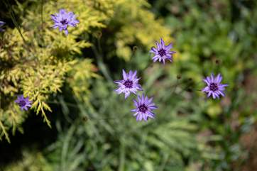 The garden is bursting with colour.