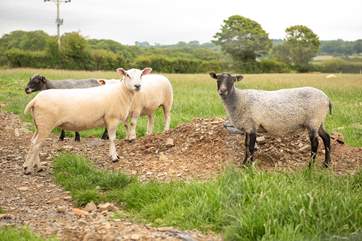The children are welcome to feed the very friendly sheep under supervision.