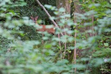 You may even be lucky enough to see roe deer.