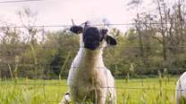 Say hello to the owners sheep.