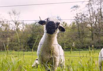 Say hello to the owners sheep.