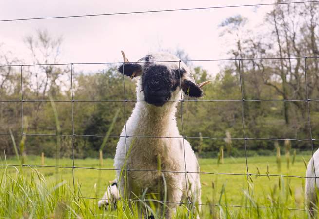 Say hello to the owners sheep.