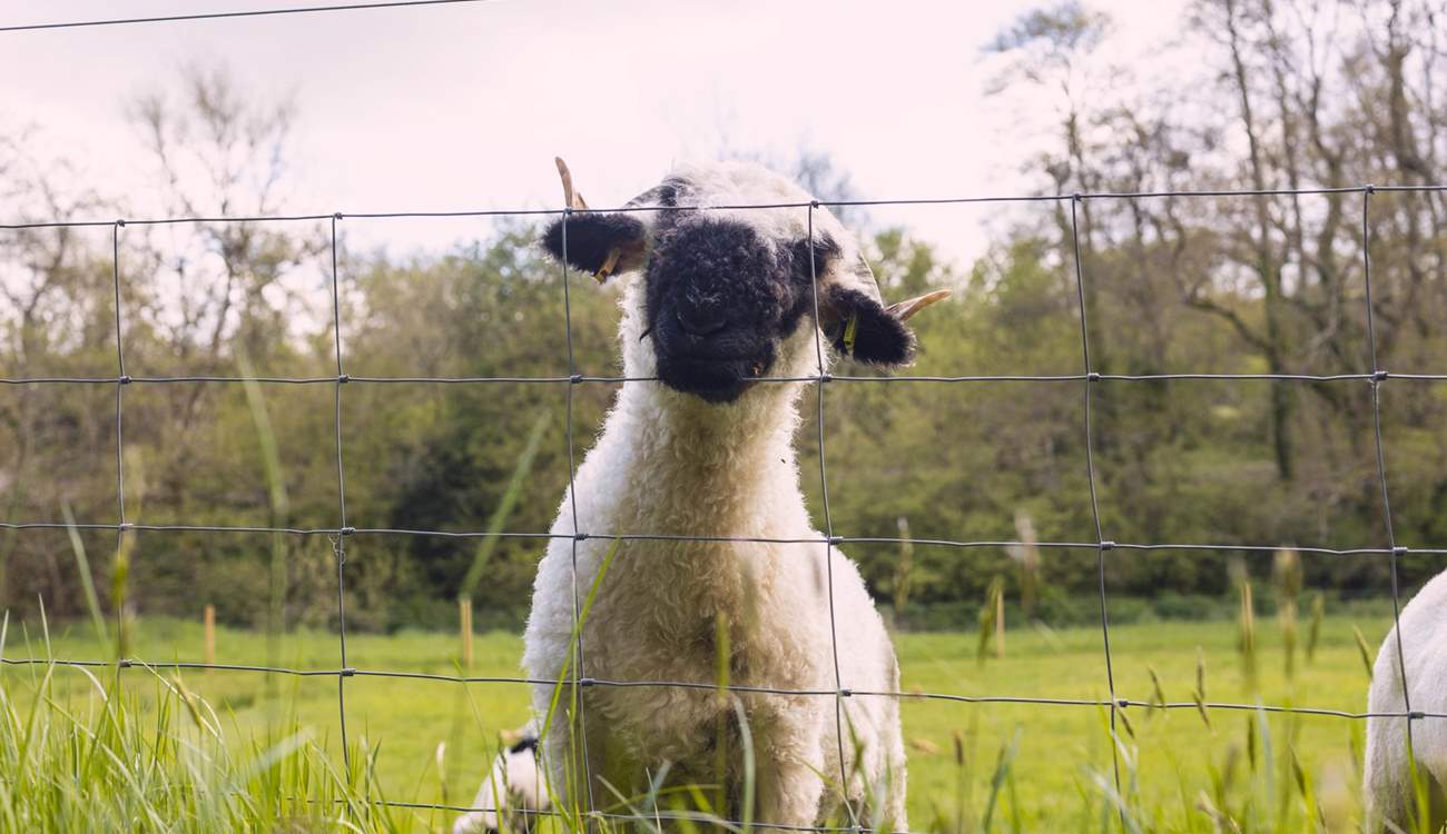 Say hello to the owners sheep.