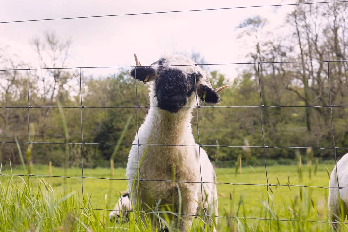 Say hello to the owners sheep.