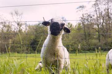 Say hello to the owners sheep.