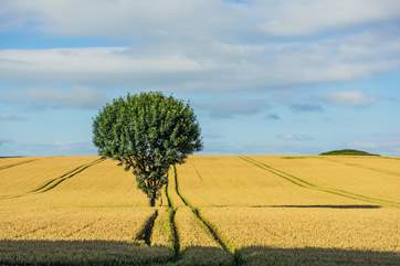 The rolling hills of rural west Dorset are beautiful.