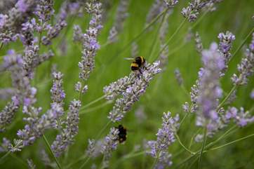 The garden is blooming with colour and wildlife.