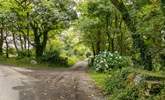 The leafy entrance to Willow Cottage.  - Thumbnail Image