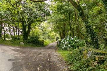The leafy entrance to Willow Cottage.